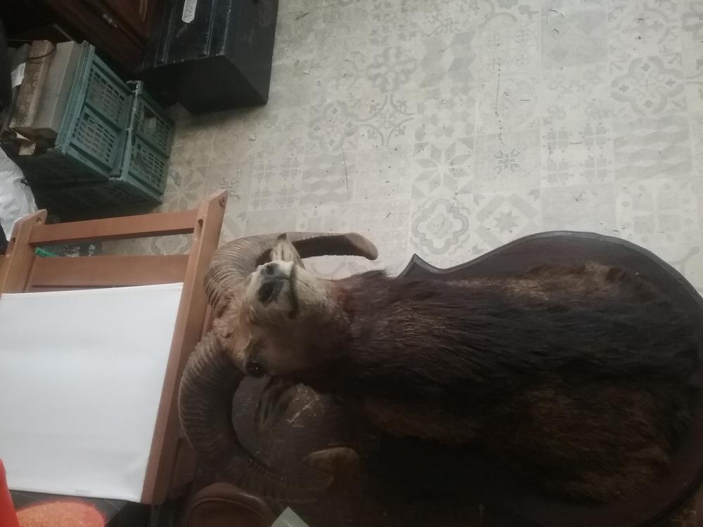 TROPHE MOUFLON