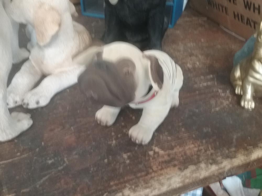 CHIEN QUI DIT OUI