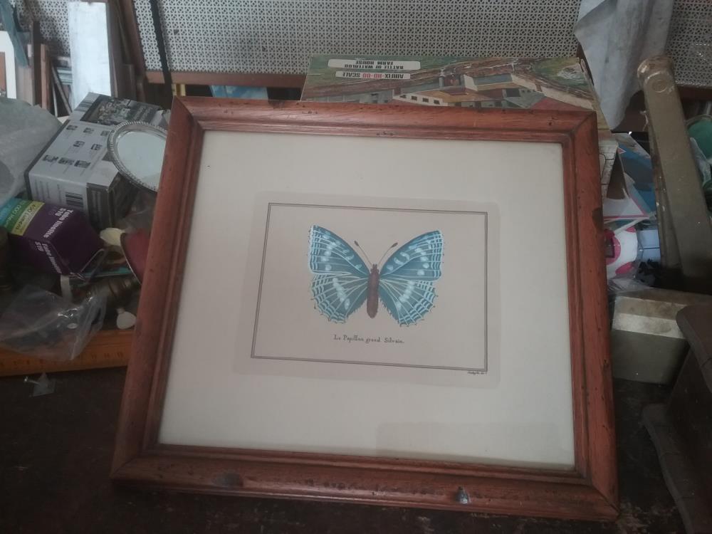 GRAVURE PEINTE PAPILLON