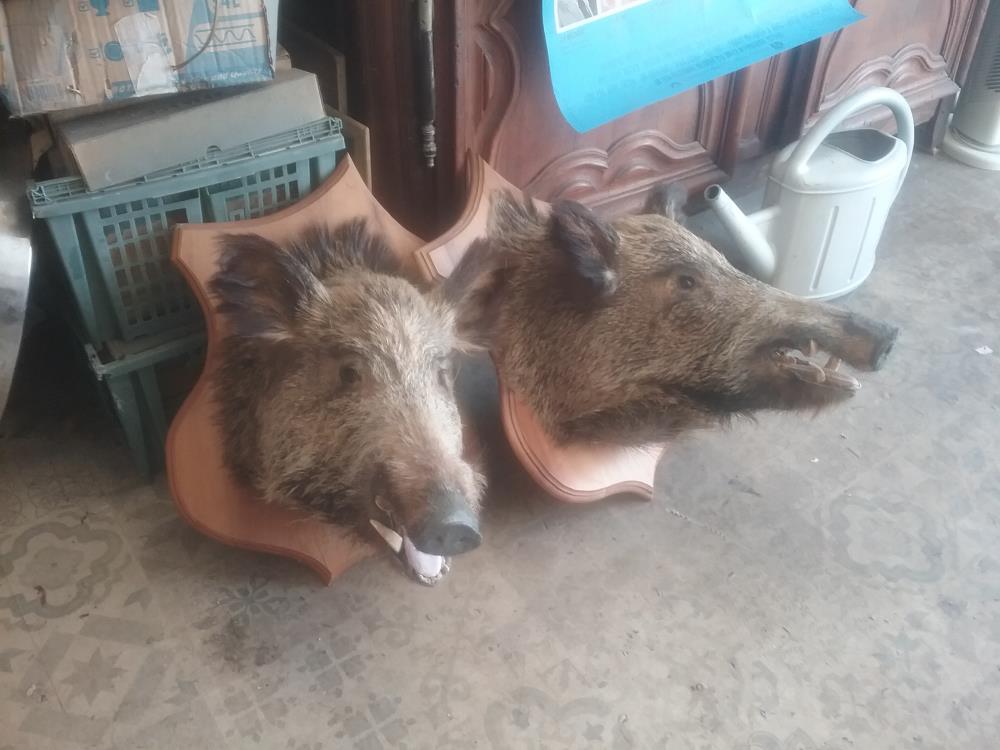 TETE DE SANGLIER