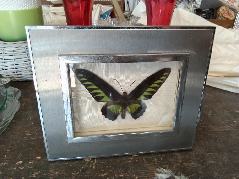 CADRE PAPILLON 