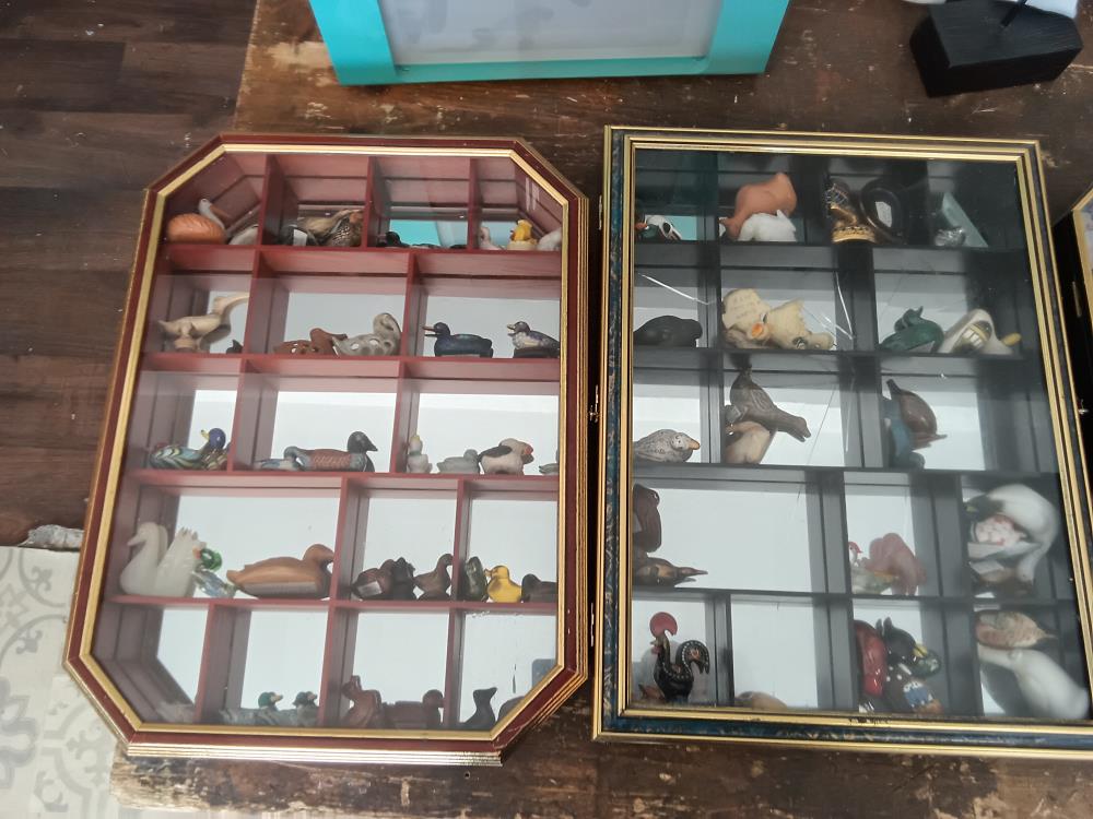 VITRINE COLLECTION D'OISEAUX