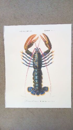 REPRO HOMARD