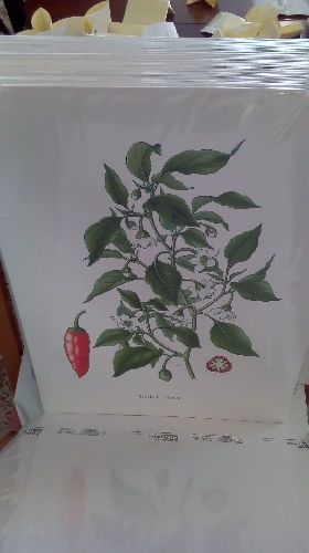 REPRO CAPSICUM ANNUUM (PIMENT)