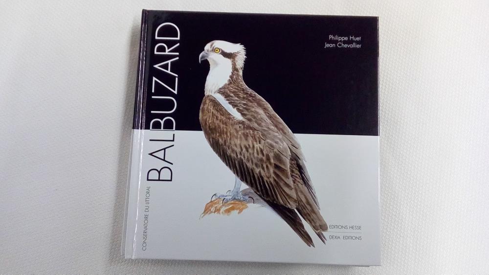 OISEAUX BALBUZARD