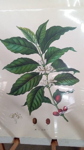 REPRO COFFEA ARABICA