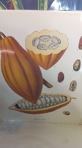 REPRO THEOBROMA CACAO