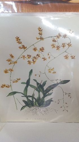 REPRO ONCIDIUM...ORICHIDEE