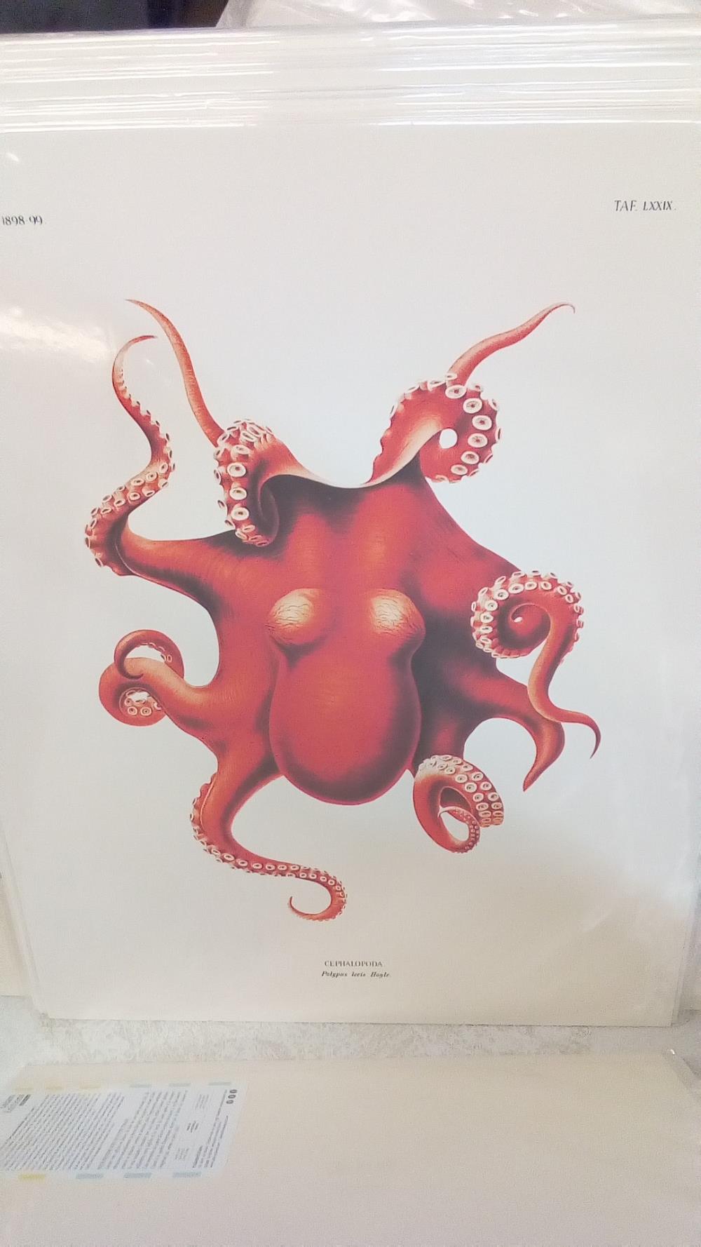 REPRO CEPHALOPODA