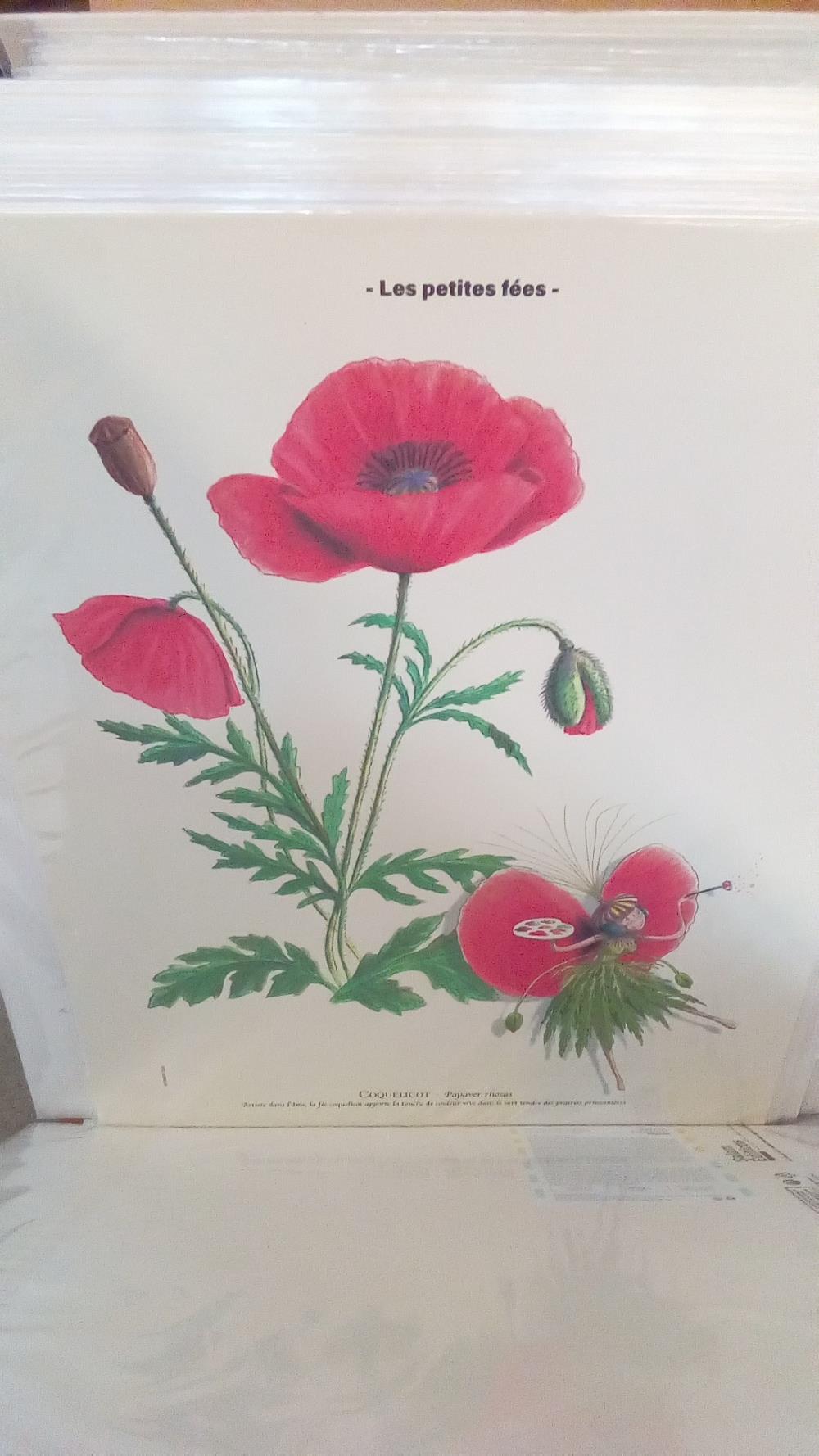 REPRO COQUELICOT (LES PETITES FEES)