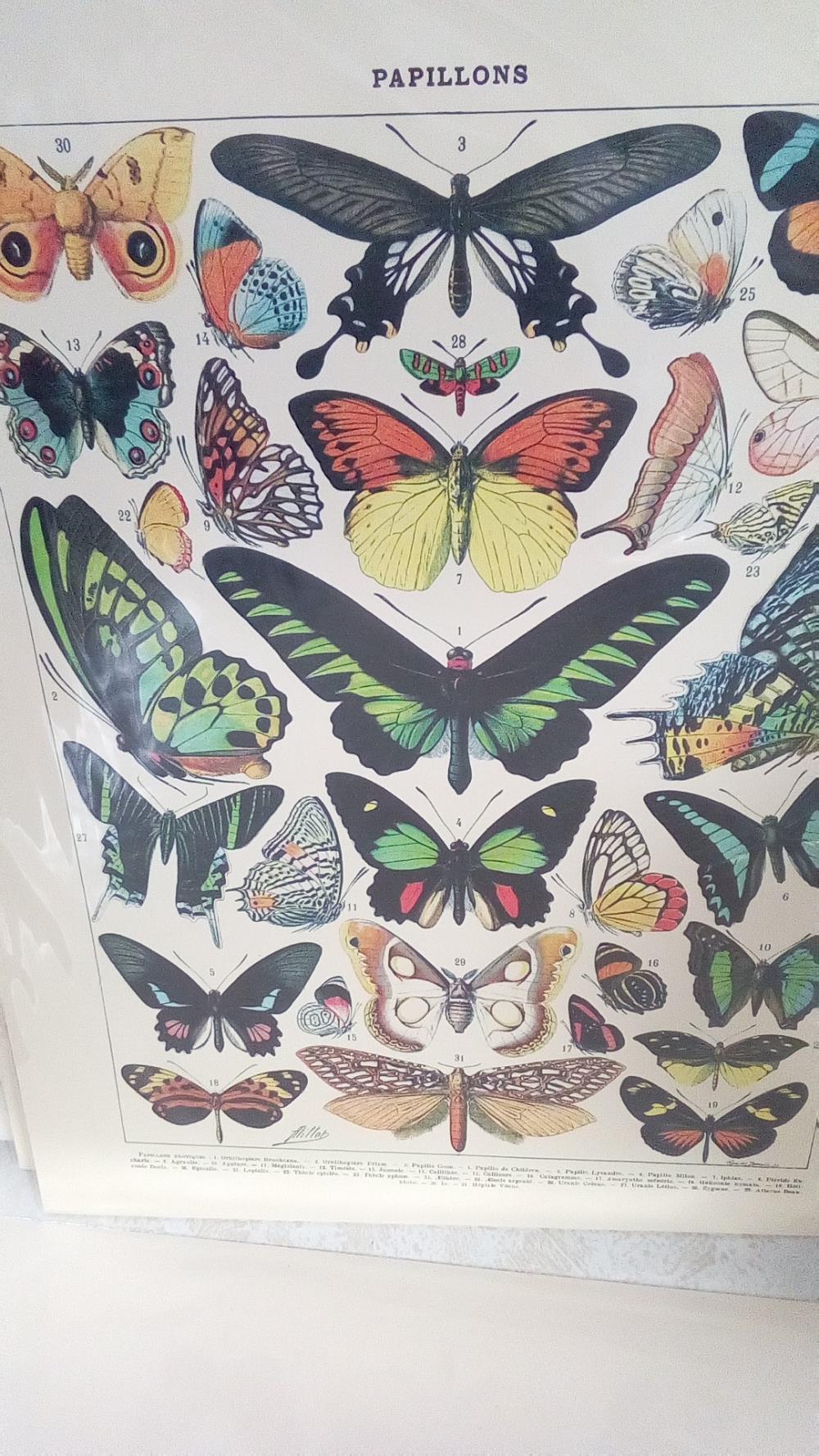 REPRO PAPILLONS 2 EXOTIQUES