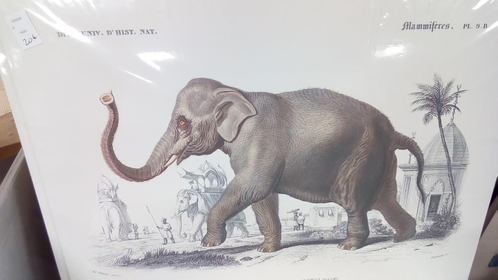 REPRO ELEPHANT PL9