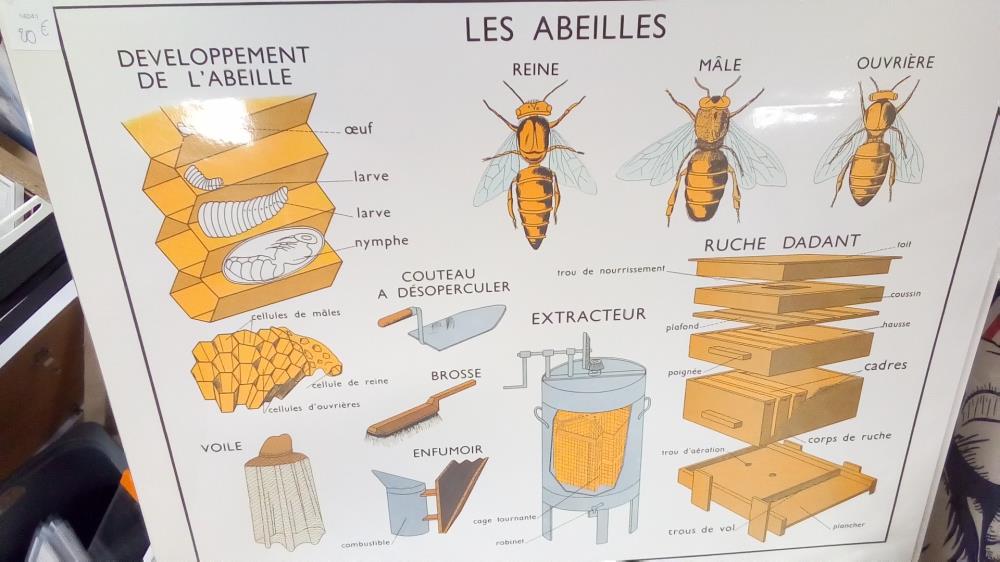 REPRO ABEILLES