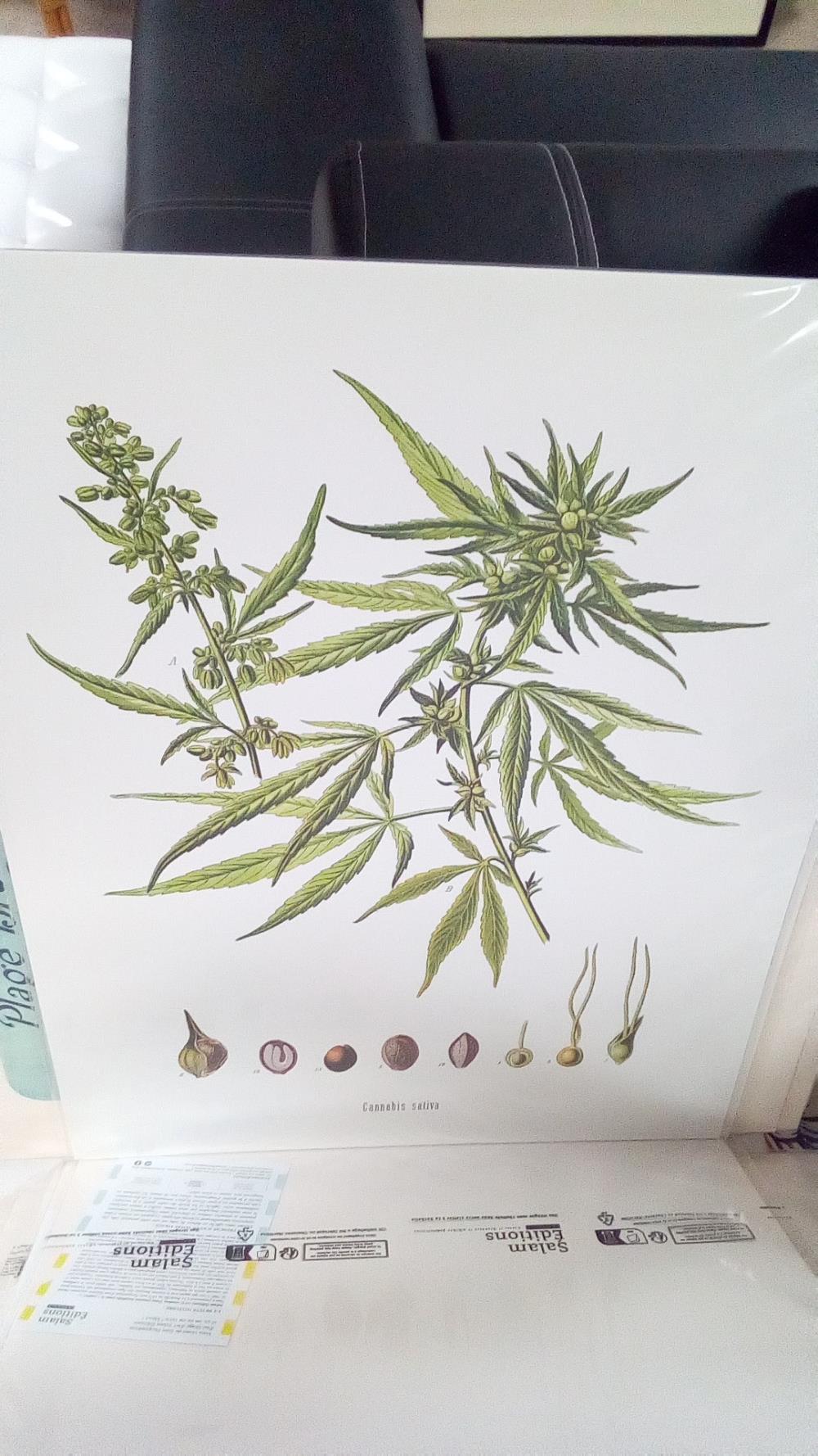 REPRO CANNABIS SATIVA