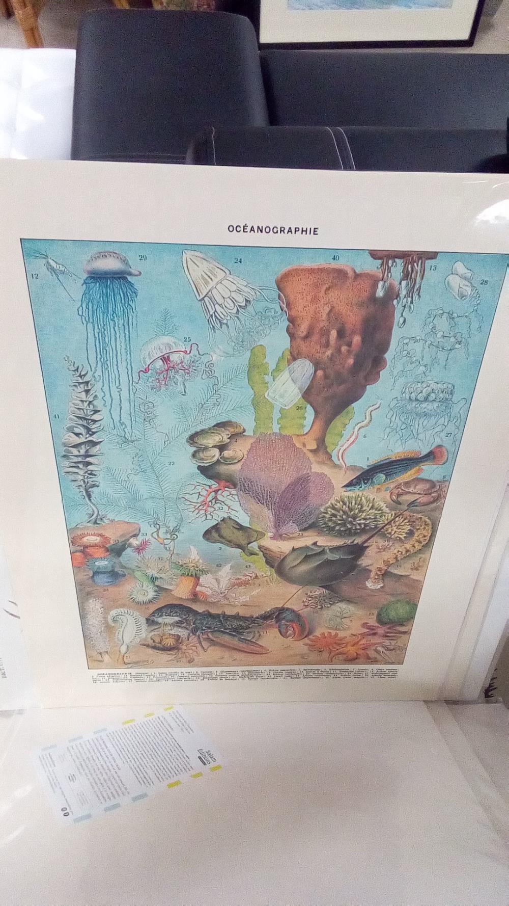 REPRO OCEANOGRAPHIE 2 SURFACE