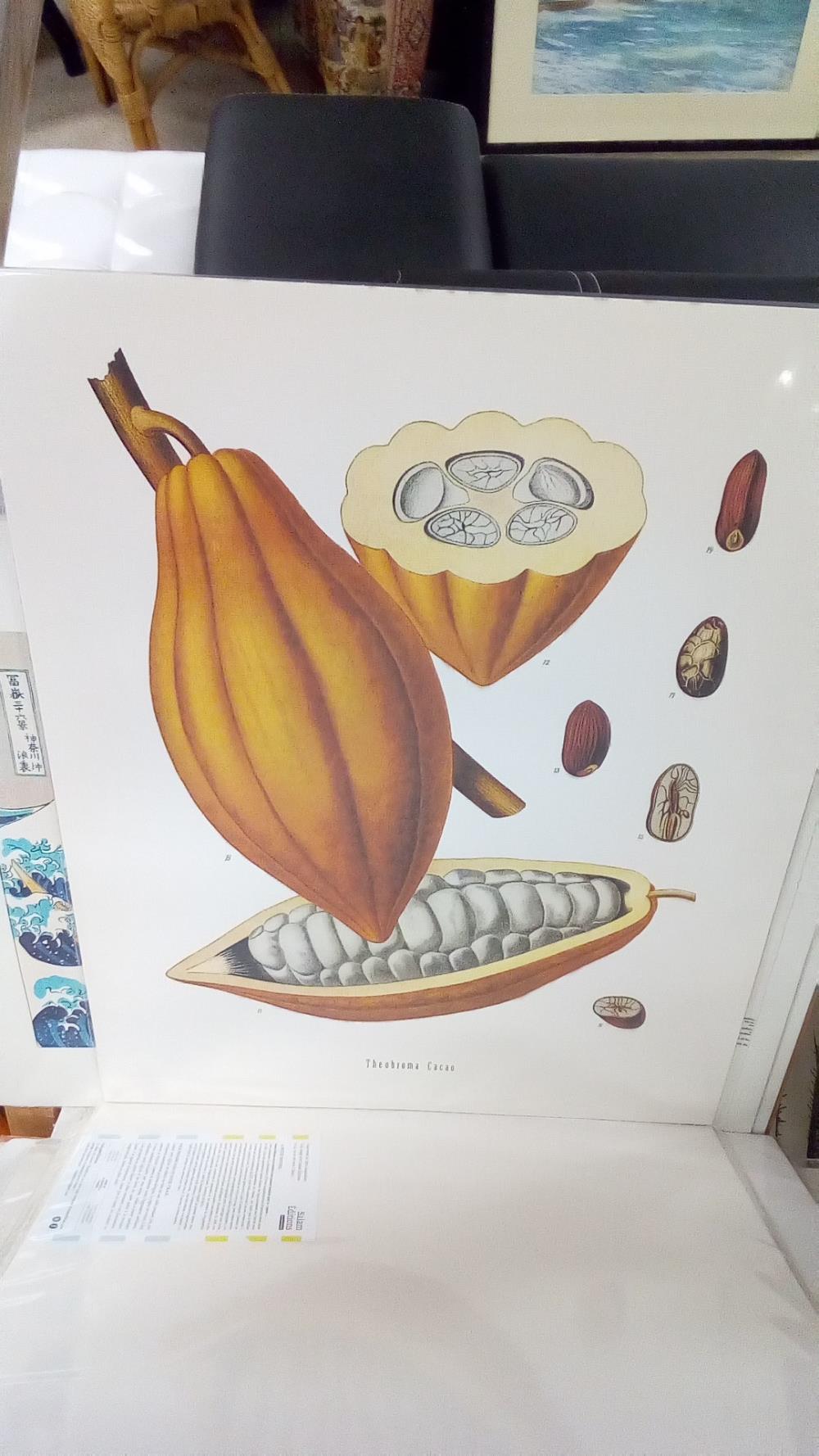 REPRO THEOBROMA CACAO