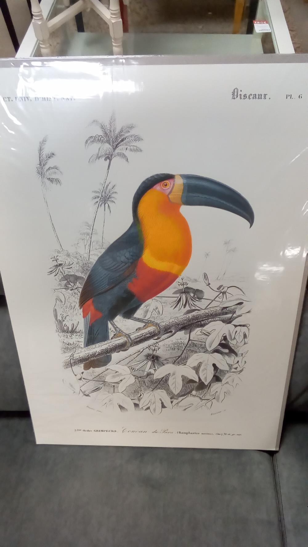 REPRO TOUCAN (GM)