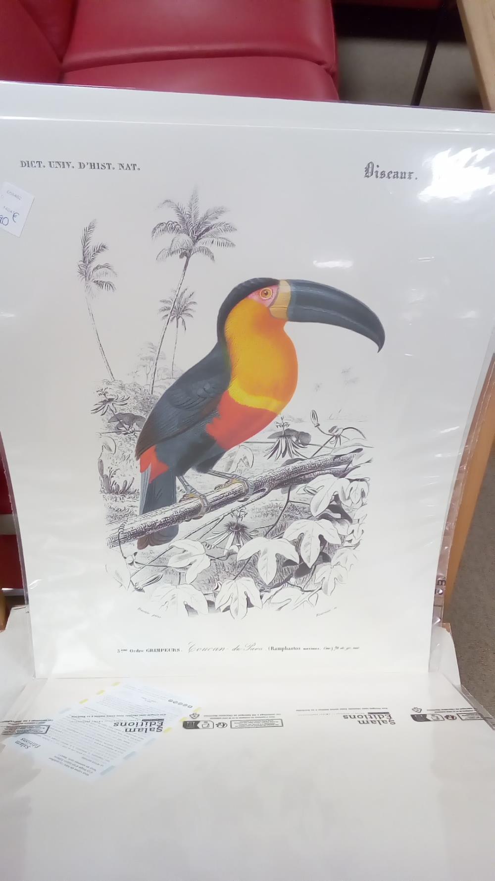 REPRO TOUCAN