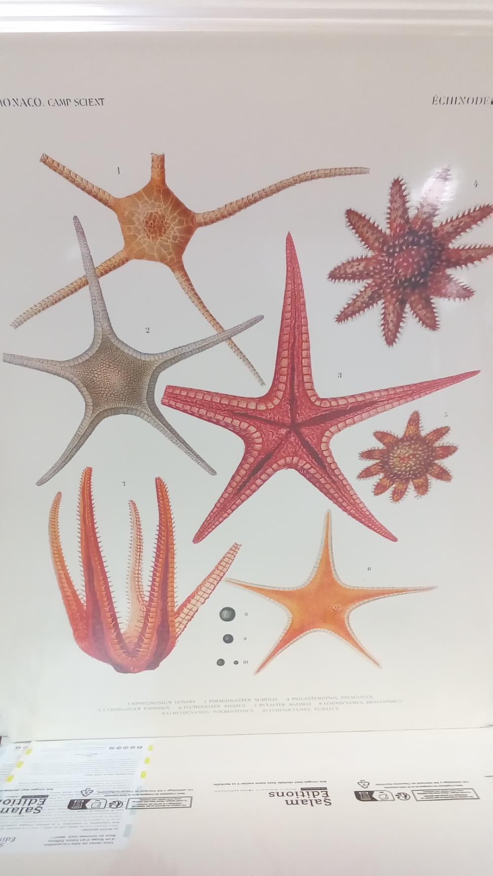 REPRO ECHINODERMES (PL IV)