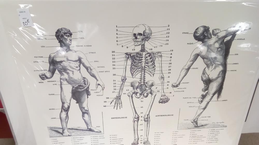 REPRO HOMME OSTEOLOGIE