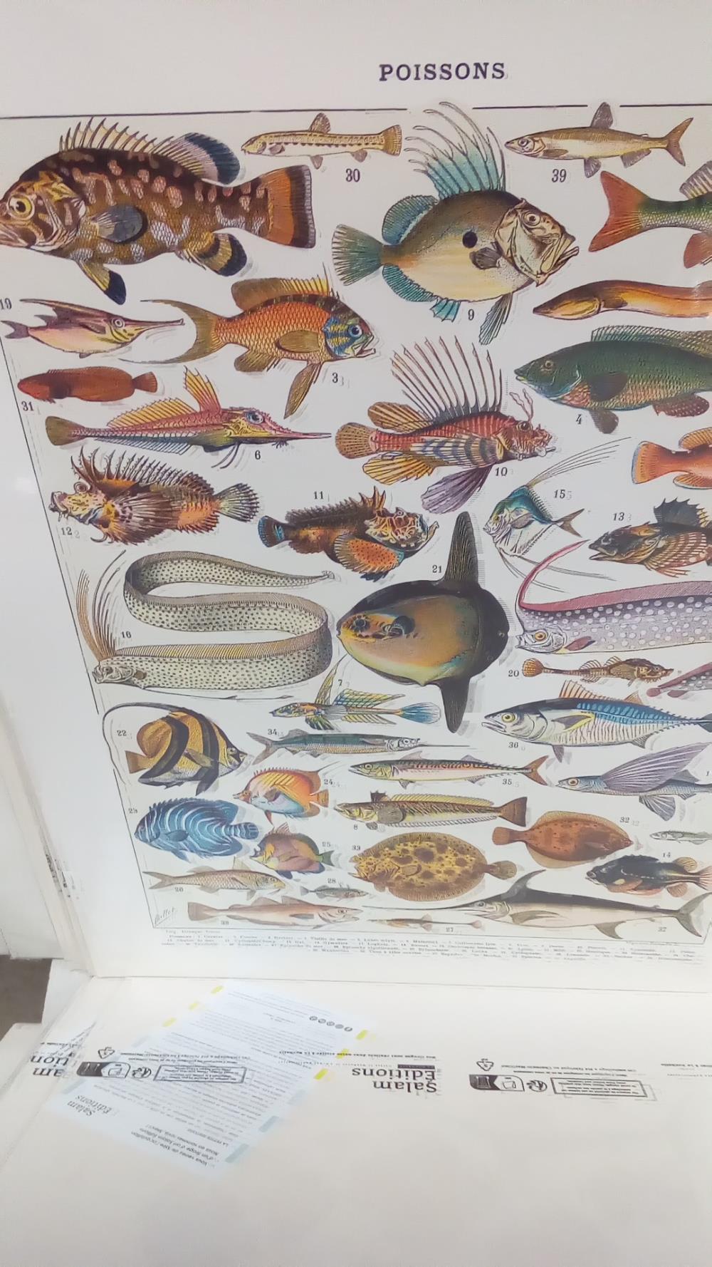 REPRO POISSONS 1 CERNIER PERCHE