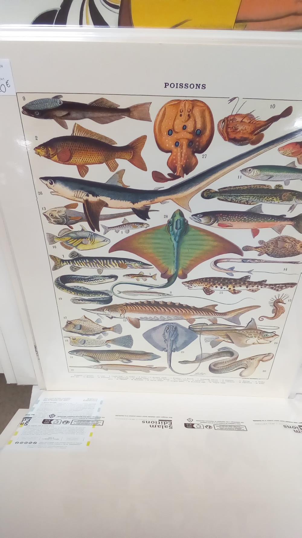 REPRO POISSONS 2 GOUGON CARPE