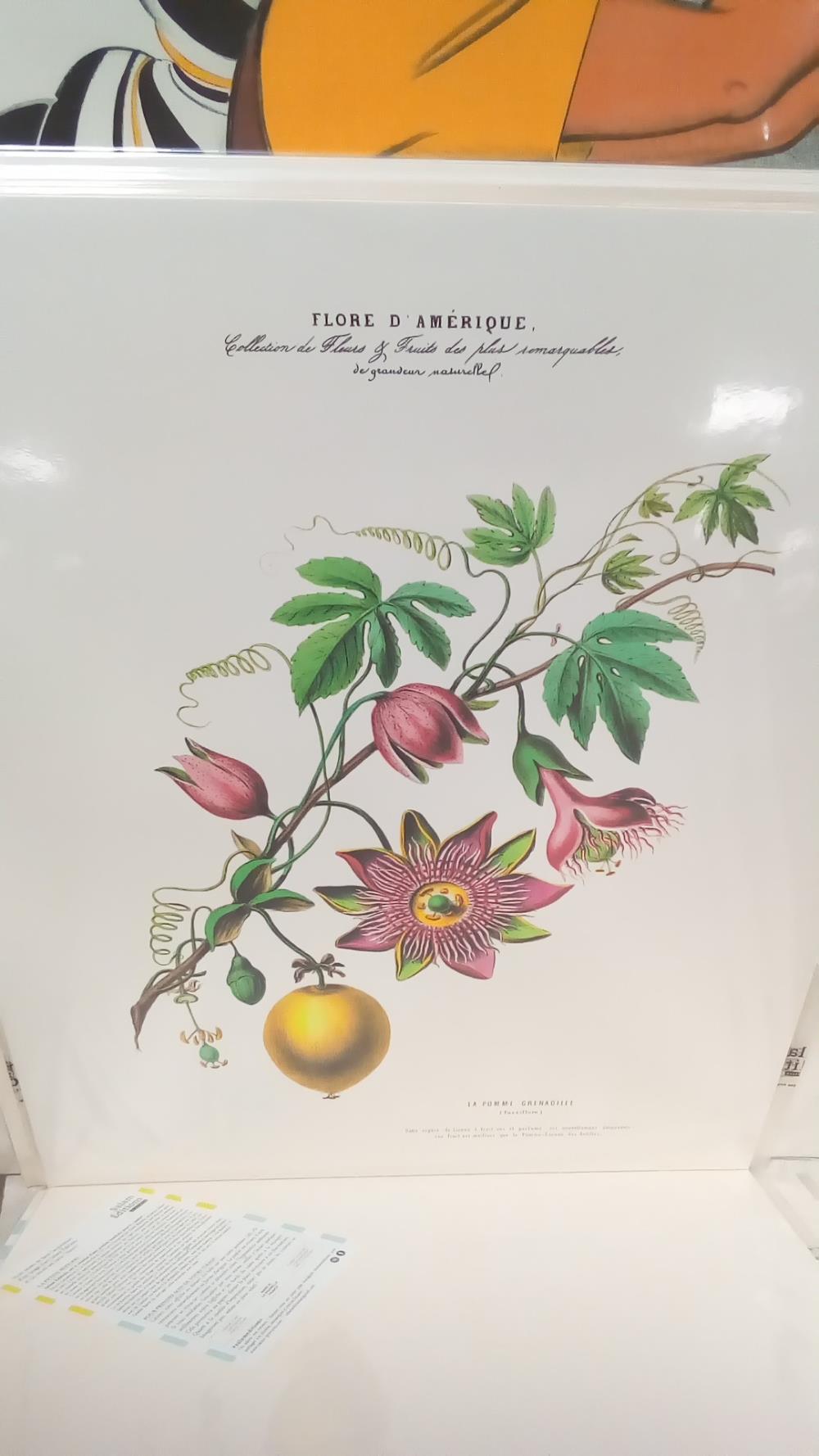 REPRO POMME GRENADILLE FLORE D'AMERIQUE