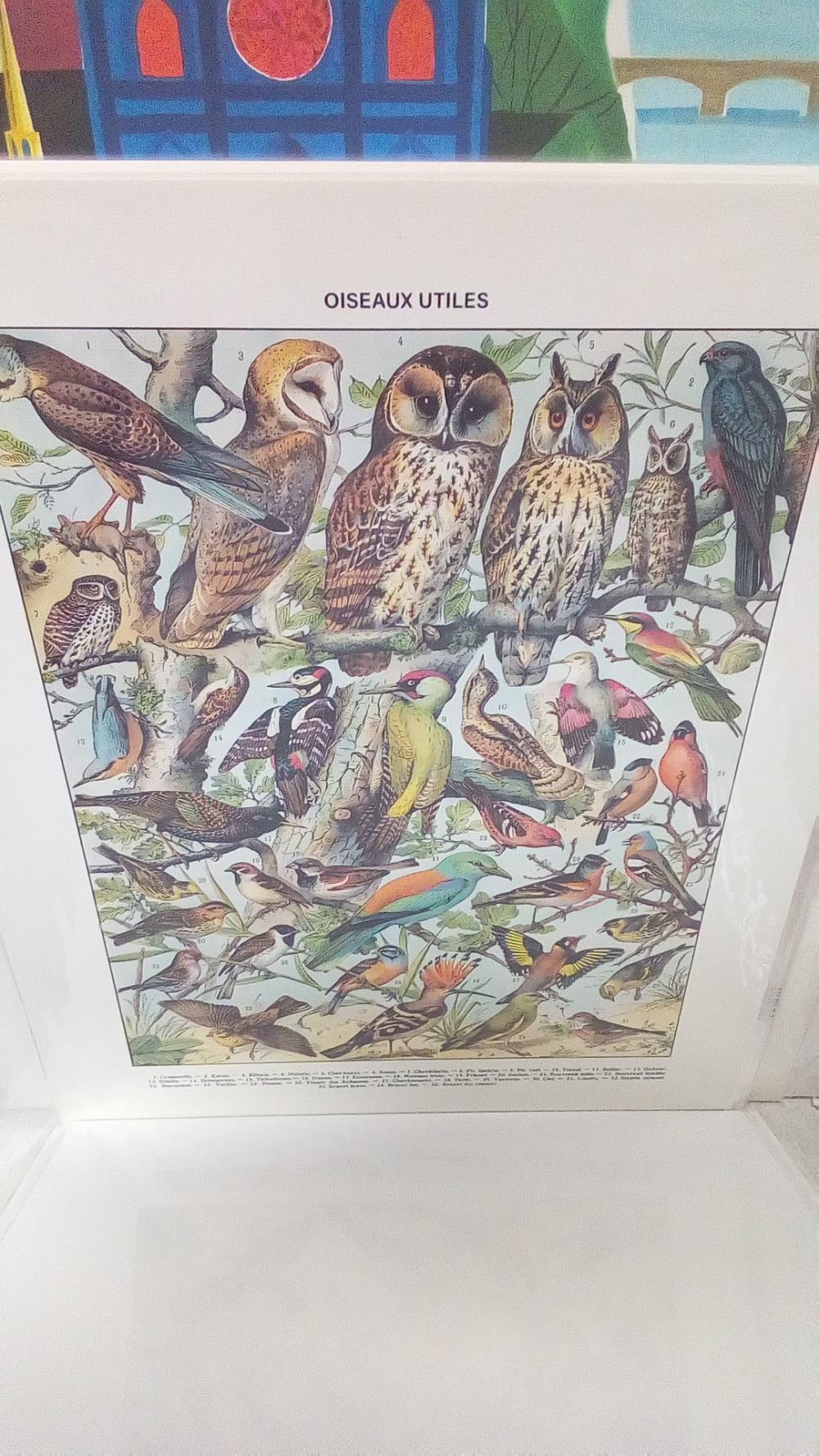 REPRO OISEAUX 1 CHOUETTE