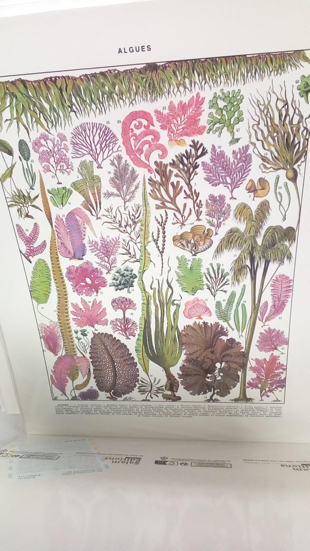 (40X50) ALGUES