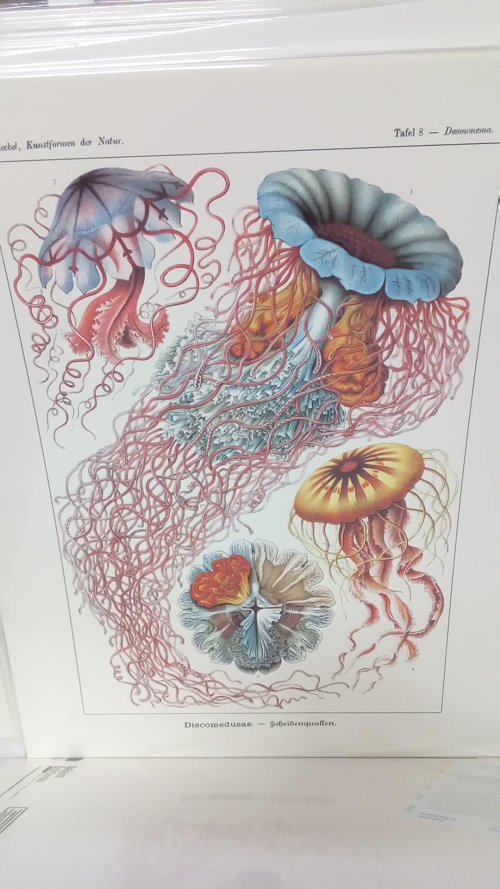 (40X50) DISCOMEDUSAE
