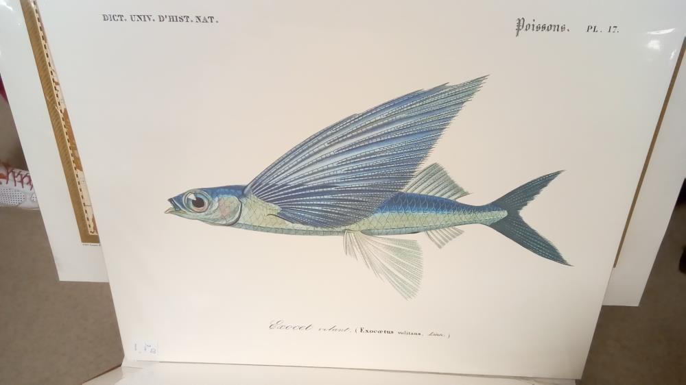 (40X50) EXOCET VOLANT