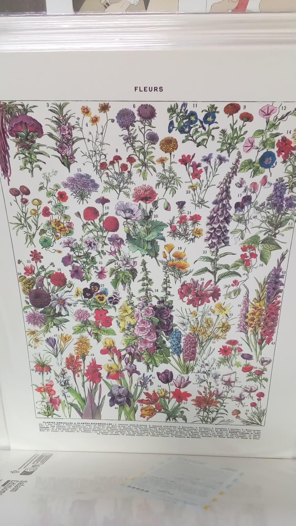 (40X50) FLEURS ANNUELLES