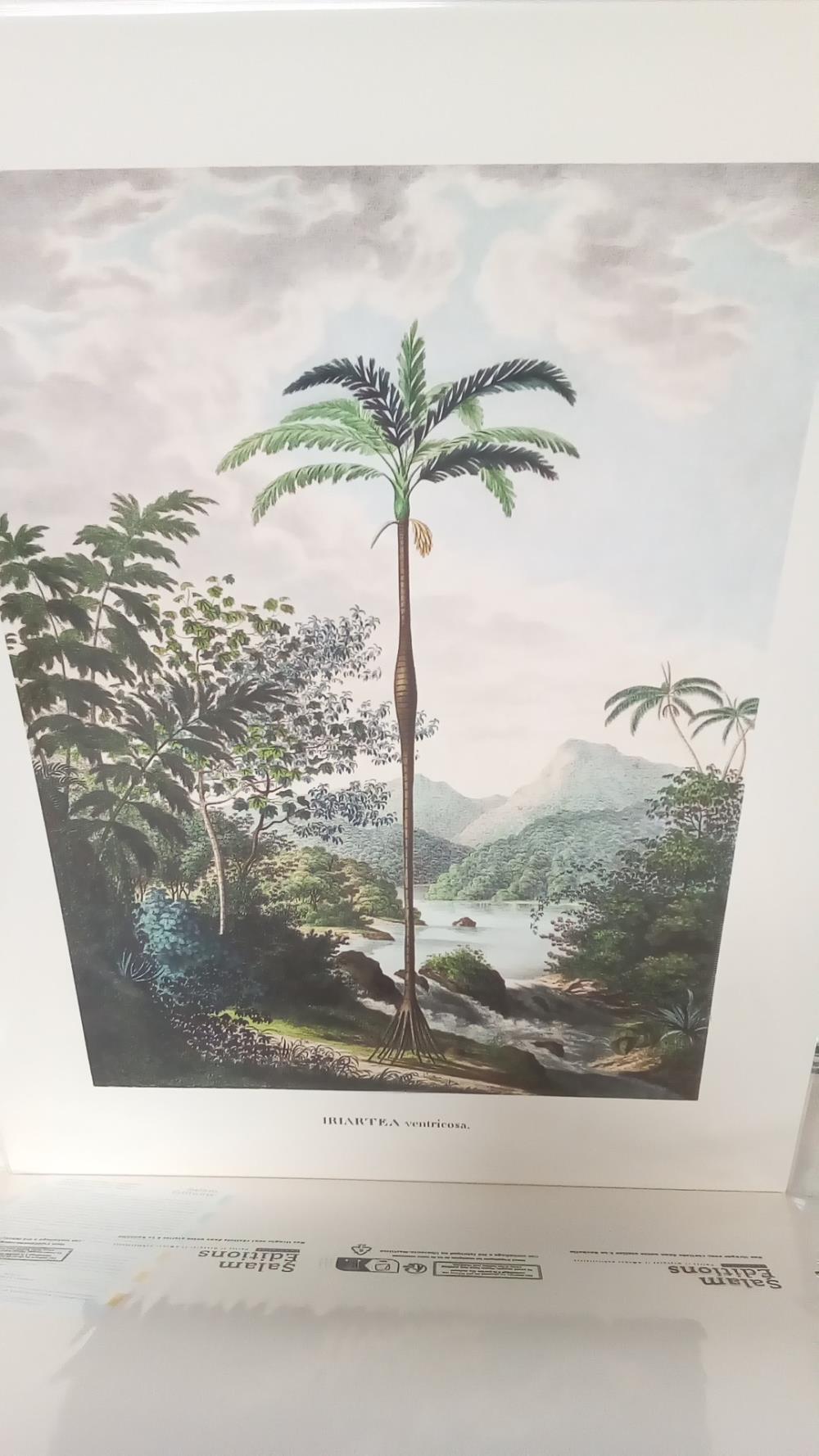 (40X50) IRIARTEA VENTRICOSA