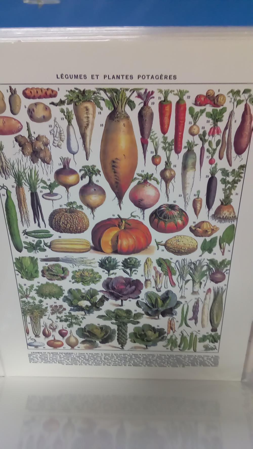 (40X50) LEGUMES