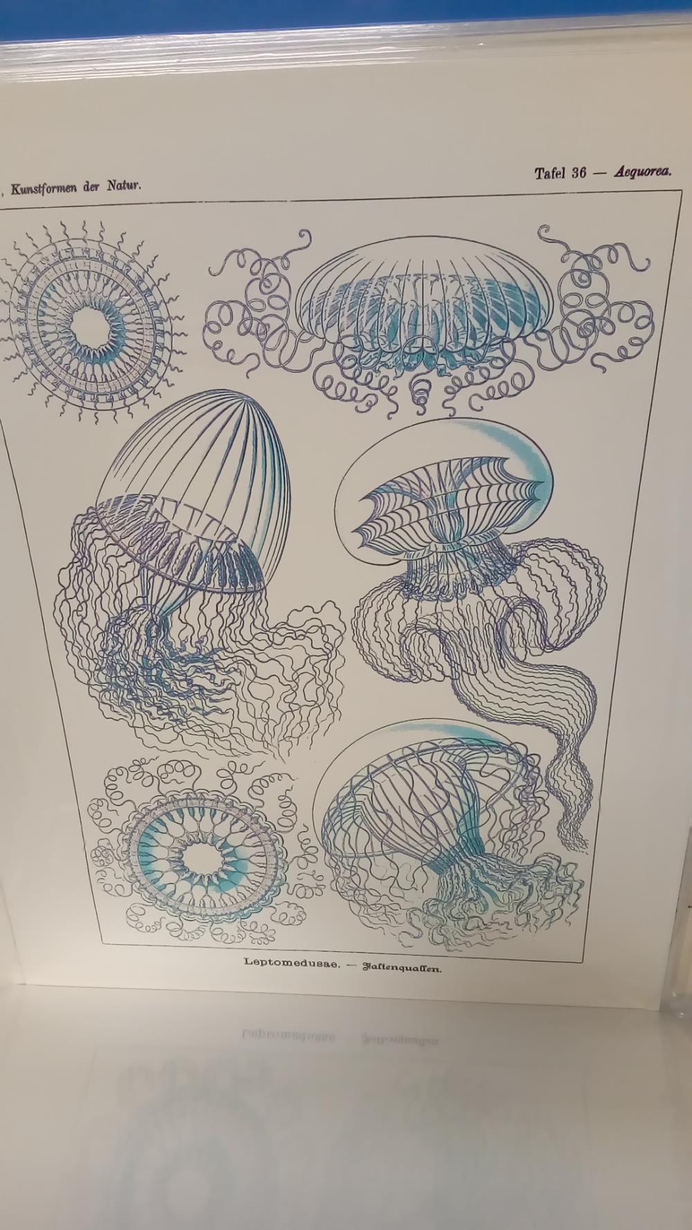(40X50) LEPTOMEDUSAE