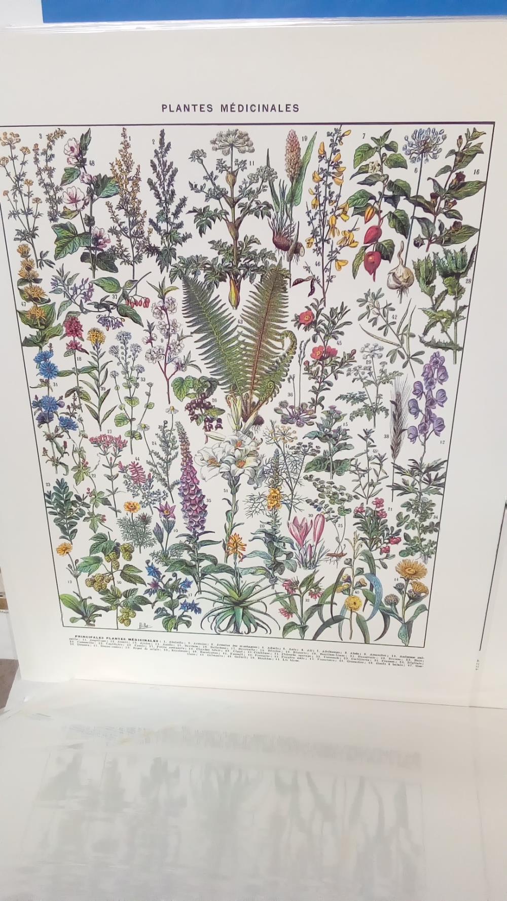 (40X50) PLANTES 1 MEDICINALES ABSINTHE