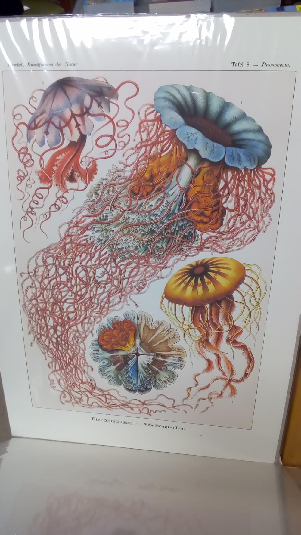 (50X70) DISCOMEDUSAE (GM)
