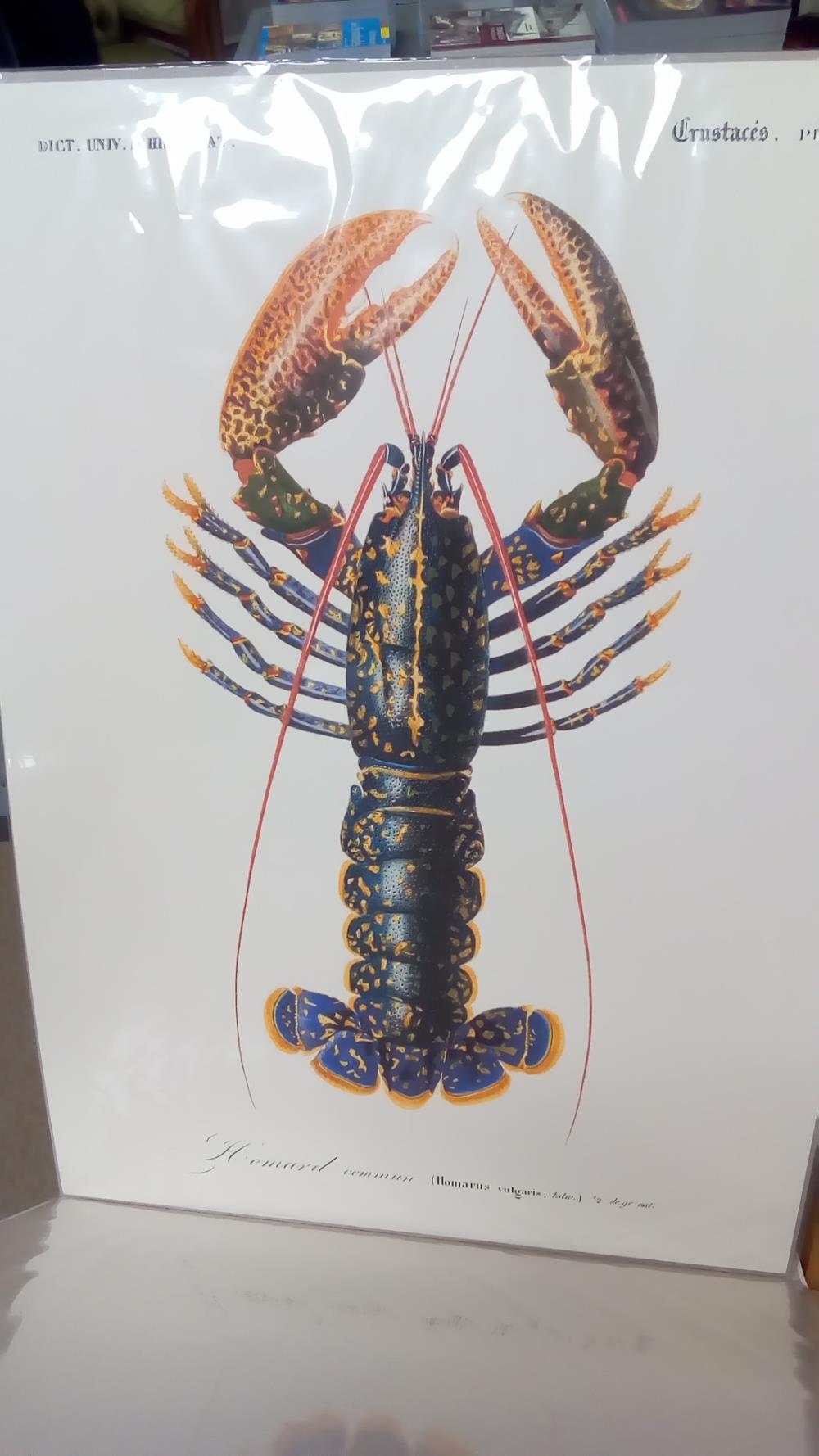 (50X70) HOMARD (GM)