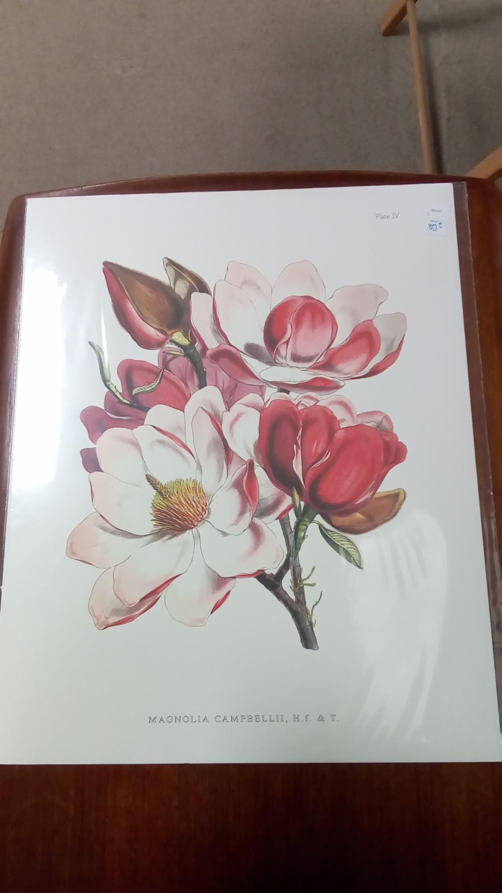 REPRO MAGNOLIA CAMBELLII