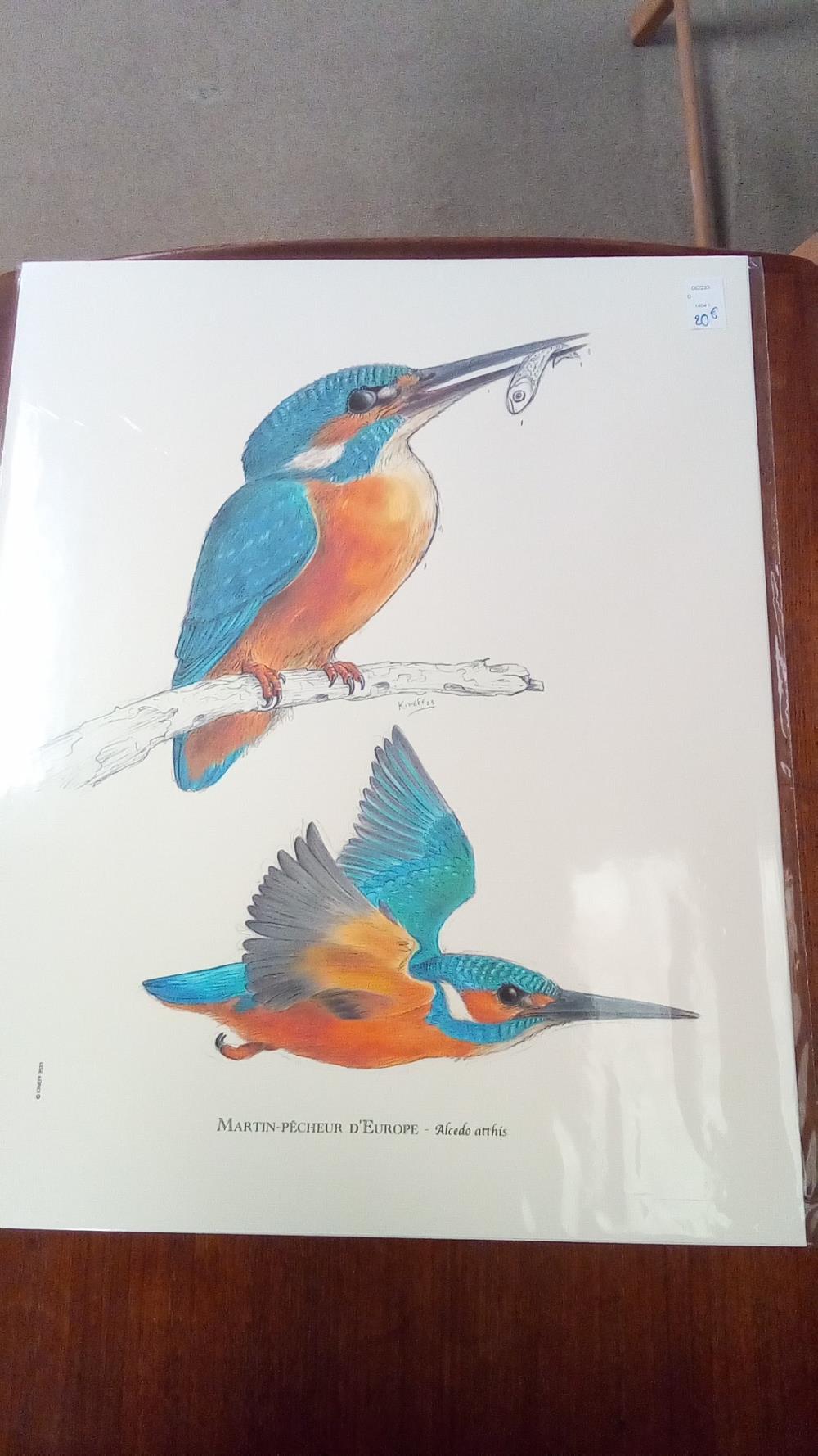 REPRO MARTIN PECHEUR D'EUROPE