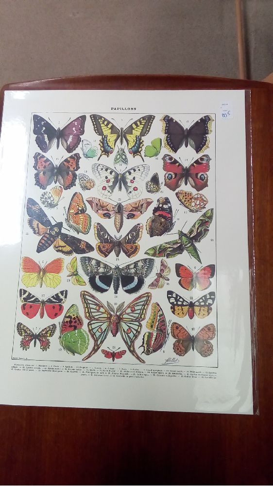 REPRO PAPILLONS 1 EUROPE