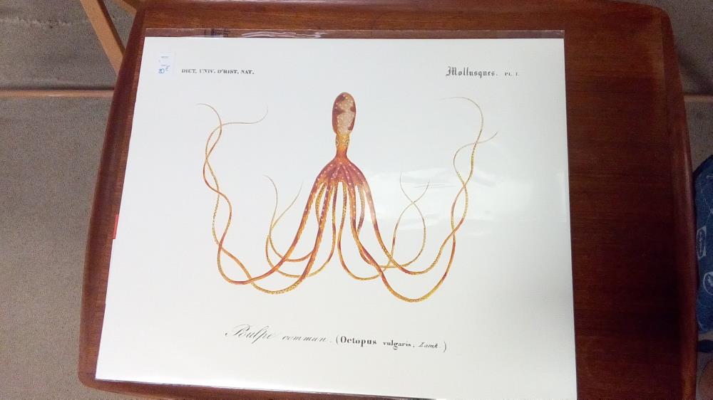 REPRO POULPE COMMUN (OCTOPUS)