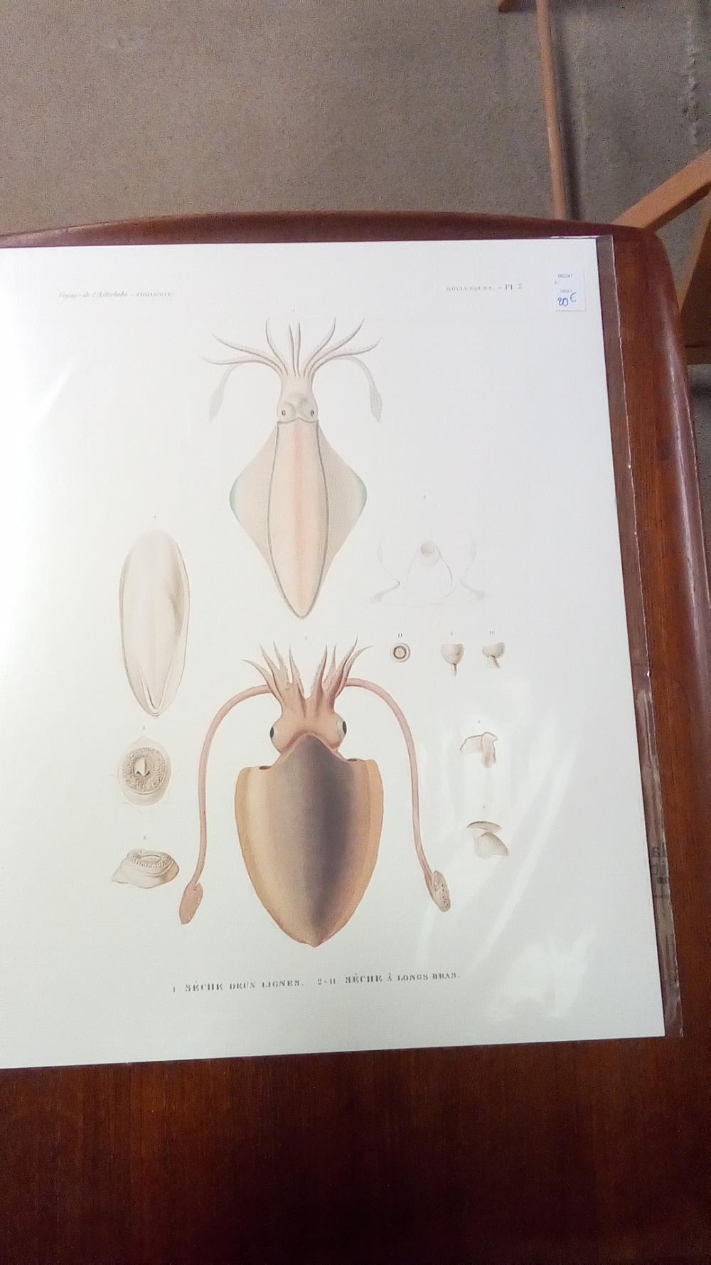 REPRO SECHES DEUX LIGNES MOLLUQUES PL 2