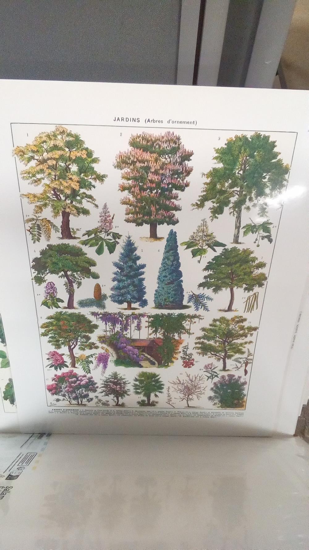 REPRO ARBRES D'ORNEMENT