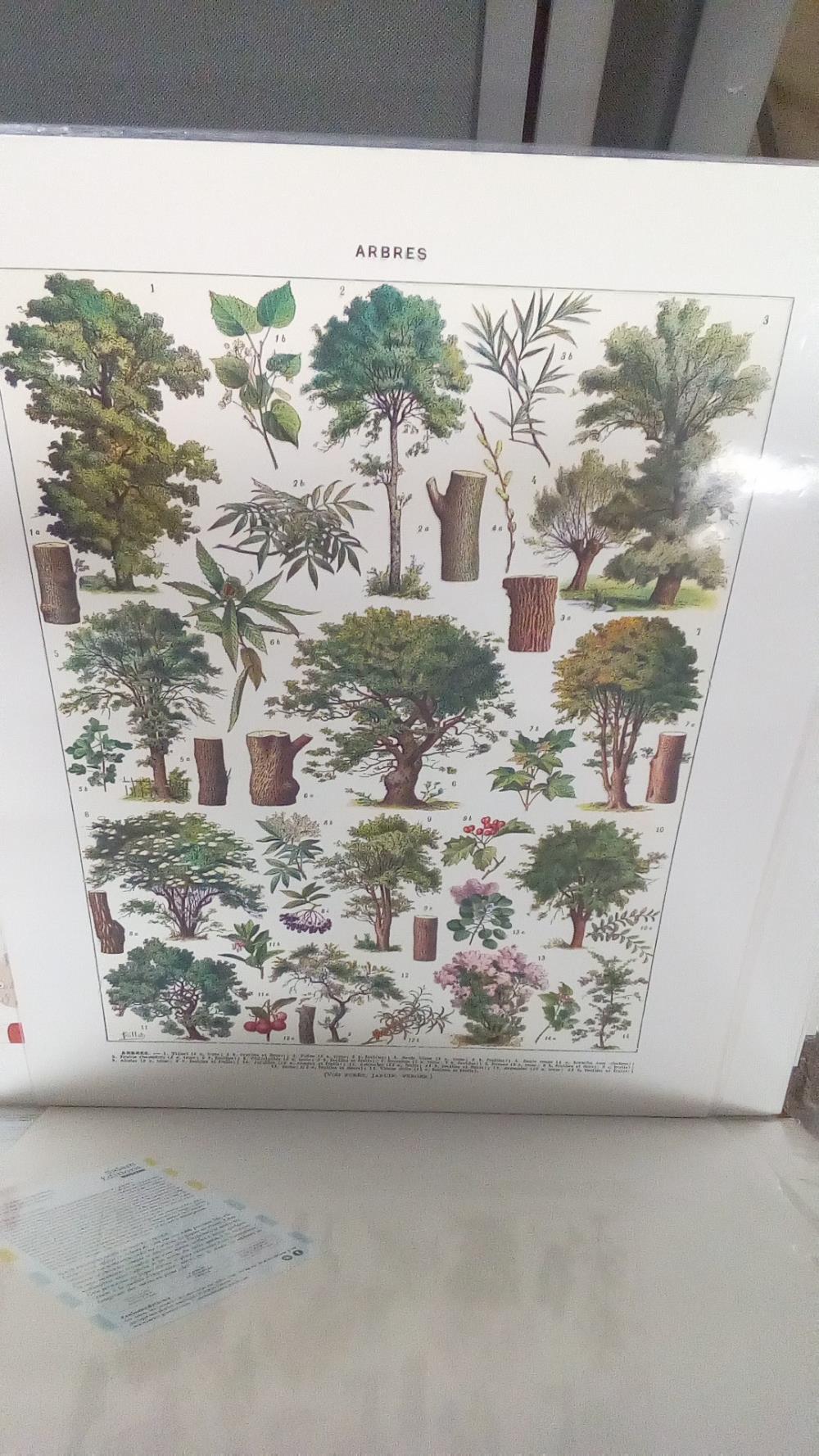 REPRO ARBRES TILLEUL