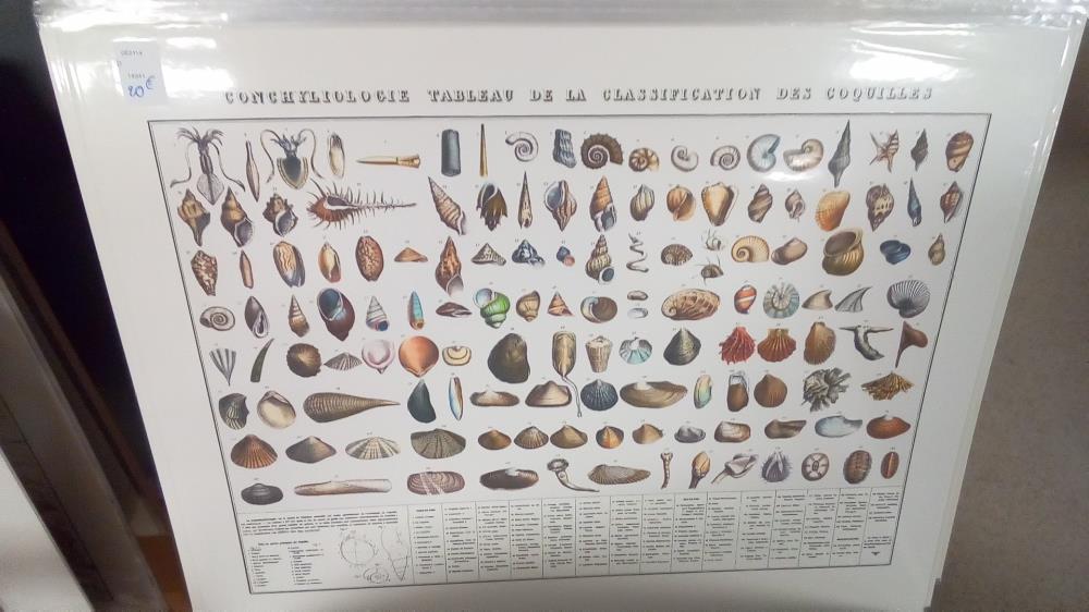 REPRO CONCHYLIOLOGIE TABLEAU COQUILLAGES