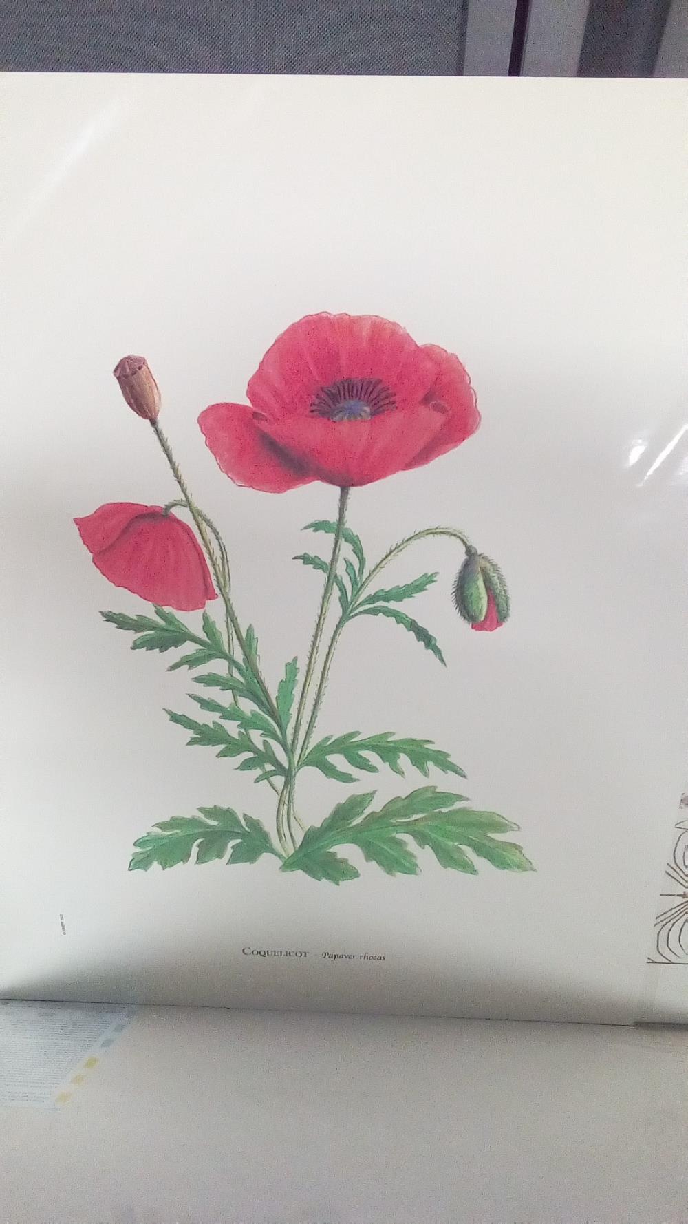 REPRO COQUELICOT