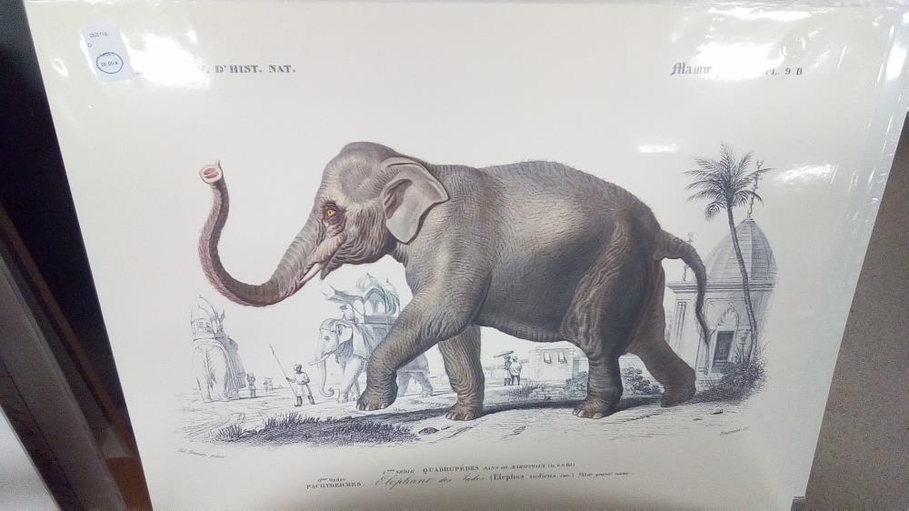 REPRO ELEPHANT PL9