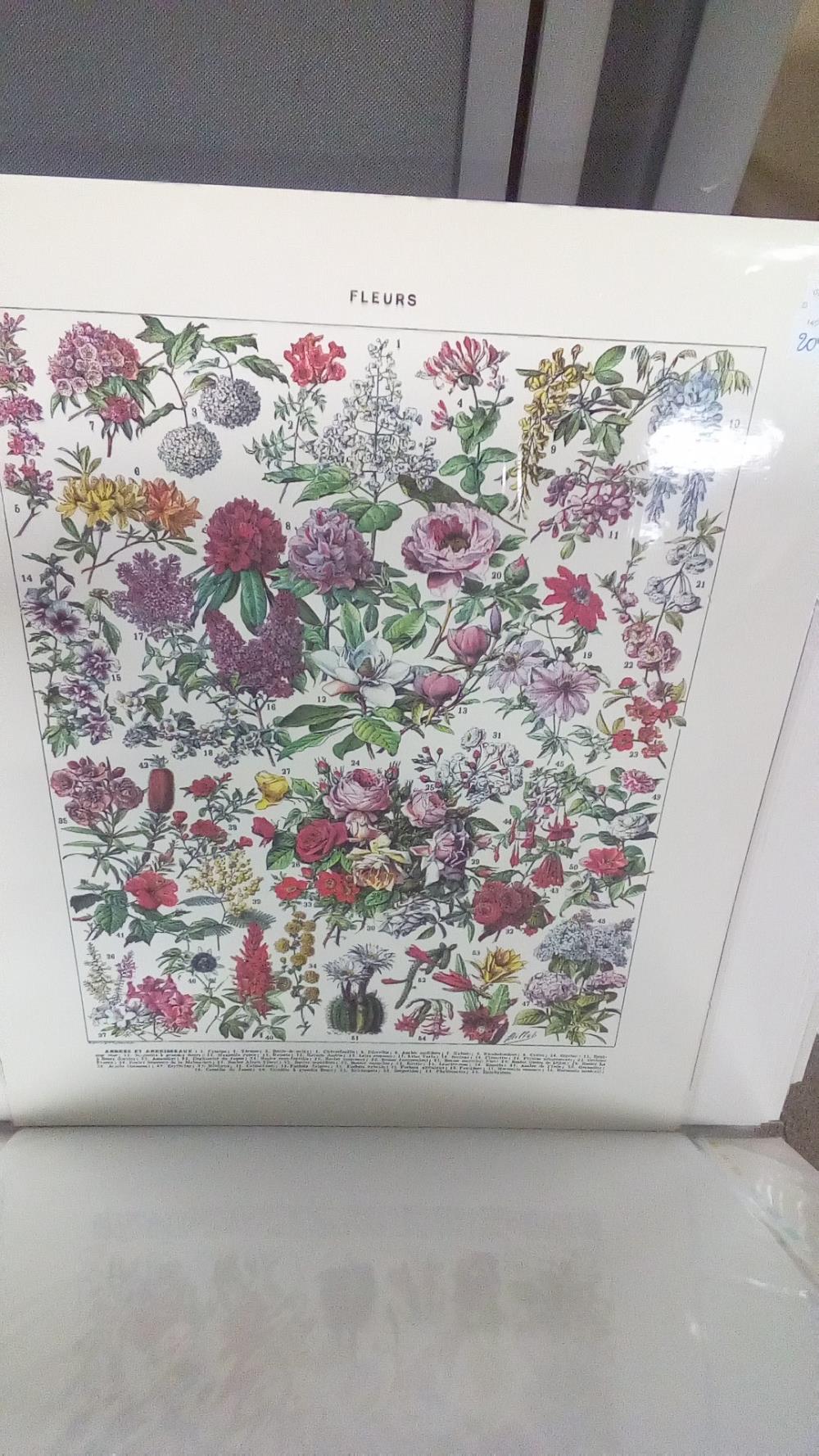 REPRO FLEURS ET ABRISSEAUX