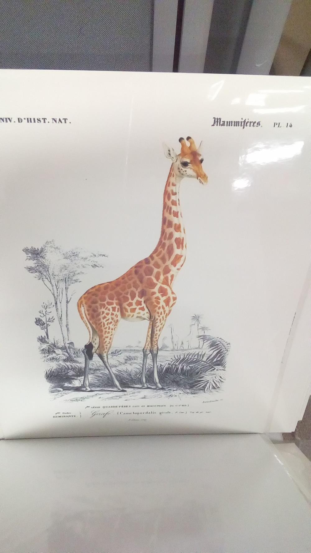 REPRO GIRAFE